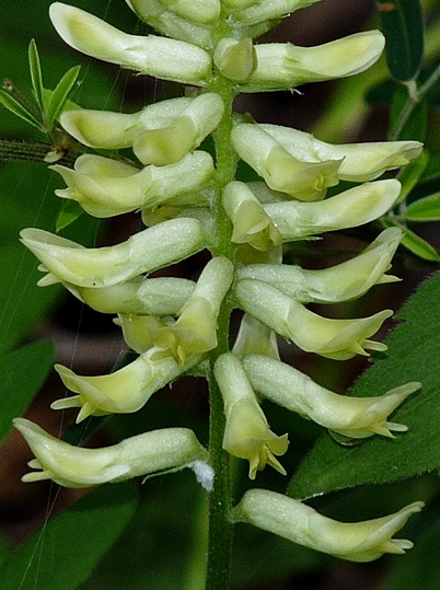 {Astragalus canadensis}
